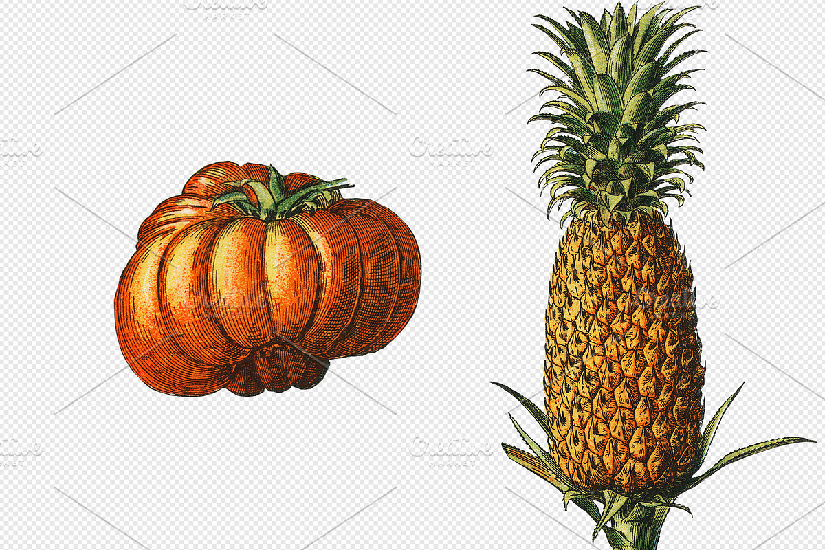 Fruit and Vegetable Art Collection, a Food Illustration by Illusiongraphic (Photo 14 of 14)