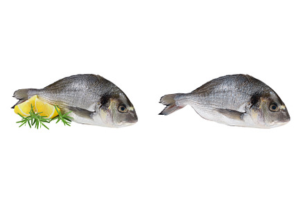 Fish dorado isolated on white, a Food & Drink Photo by NataPhoto