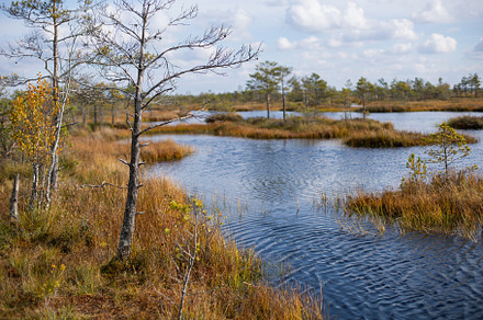 Belarusian swamp lake in Yelnya Belarus in autumn. Ecosystems environmental pro, a Nature Photo by SaulichPhoto
