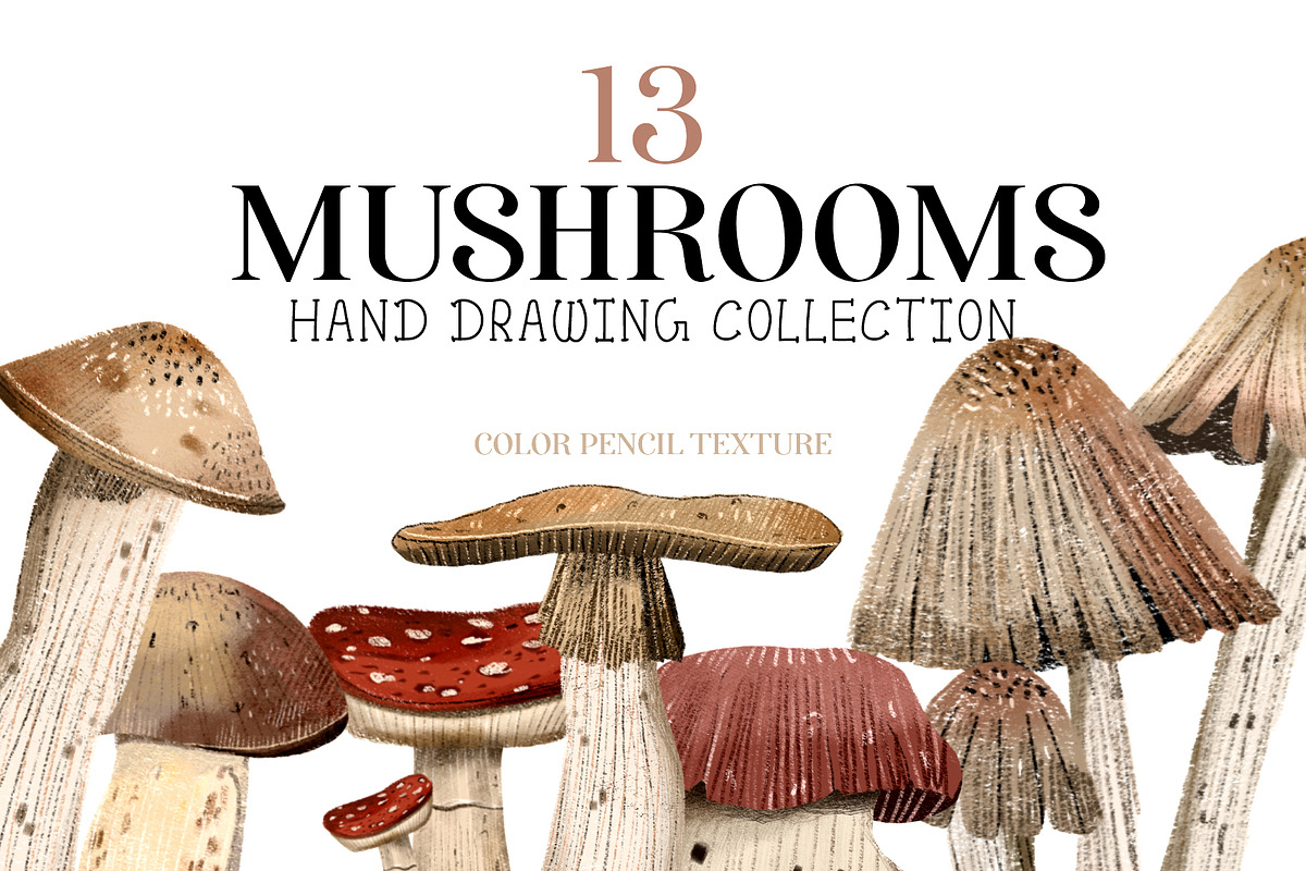 mushrooms clip art hand drawing, a Food Illustration by Cocoa studio by Eliza M (Photo 1 of 4)