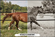 Platinum Palladium Prints LUTs, a Plug-in Add-On by Raztrend (Thumbnail 10 of 32)