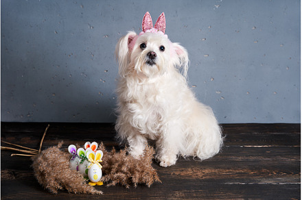 Funny dog with bunny ears on the, an Animal Photo by Gladkov photography