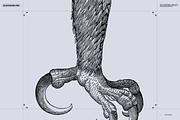 Birds of the World Illustrations, an Animal Illustration by Nomad Visuals (Thumbnail 6 of 12)