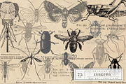 Antique Insect Vector Graphics, an Illustration by Eclectic Anthology (Thumbnail 2 of 3)