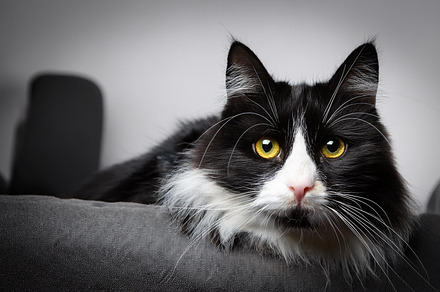 black white cat pet, AI generated, a Photo by WorldPhotos
