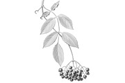 Elder Plant Botanical Illustration, an Illustration by Anna Repp Illustration (Thumbnail 2 of 7)