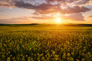 Yellow bright flowers bloom in a field of rapeseed at sunset lig, a Nature Photo by Eugene_Photo