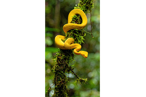 Bright yellow snake coiled around, an Animal Photo by Igor Tichonow