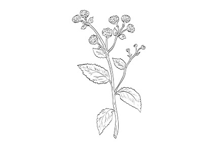 Tanacetum Balsamita Costmary Drawing