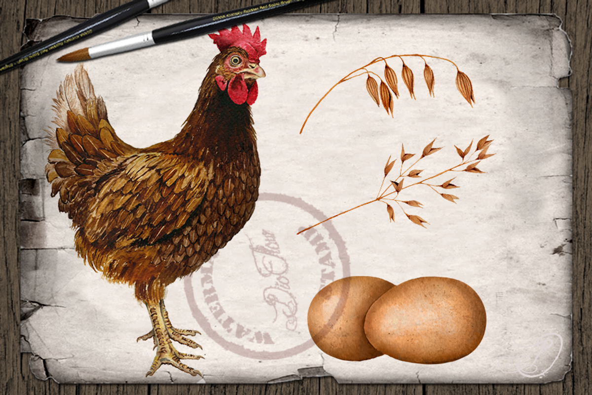 Farm Chicken Watercolor Illustration, a Decorative Illustration by DioFlow (Photo 2 of 7)
