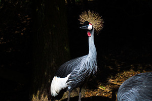 Grey crowned crane in nature.