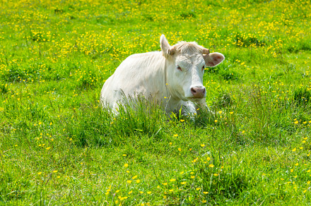 White Cow at the Green Meadow, an Animal Photo by Dvoevnore photos