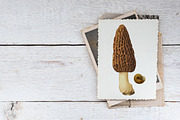 Vintage Mushrooms & Snails Clip Art, an Animal Illustration by Patterns for Dessert (Thumbnail 5 of 6)