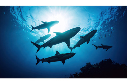 Silhouette of sharks swimming in the