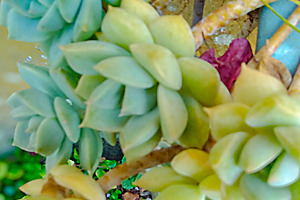 Succulent plants at interior garden overhead shot, a Nature Photo by DanFLCreativo