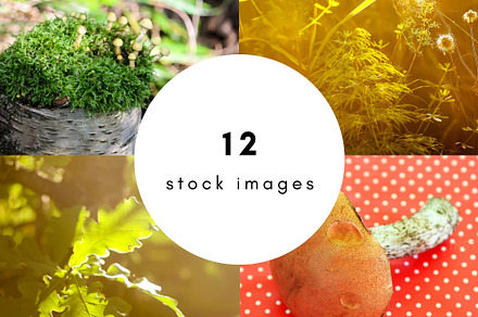 Forest nature, 12 stock photos, a Nature Photo by pictures for you