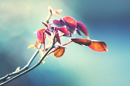 Red rose leaves on blue background