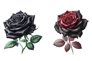 Watercolor black rose Clipart, an Illustration by Designworld (Thumbnail 5 of 5)