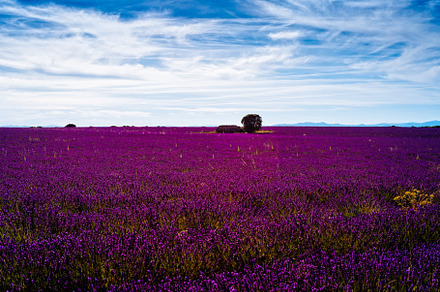 Purple Lavender Fields. Summer sunset landscape in Brihuega, a Nature Photo by Architect´s eye