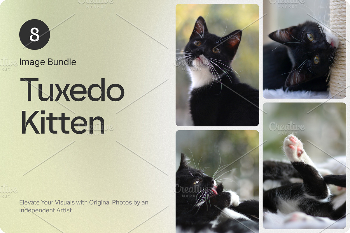 8 Image Bundle: Tuxedo Kitten, an Animal Photo by Happiestscone Photography (Photo 1 of 3)