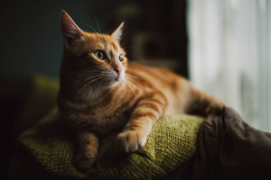 Ginger cat portrait featuring cat, feline, and cute