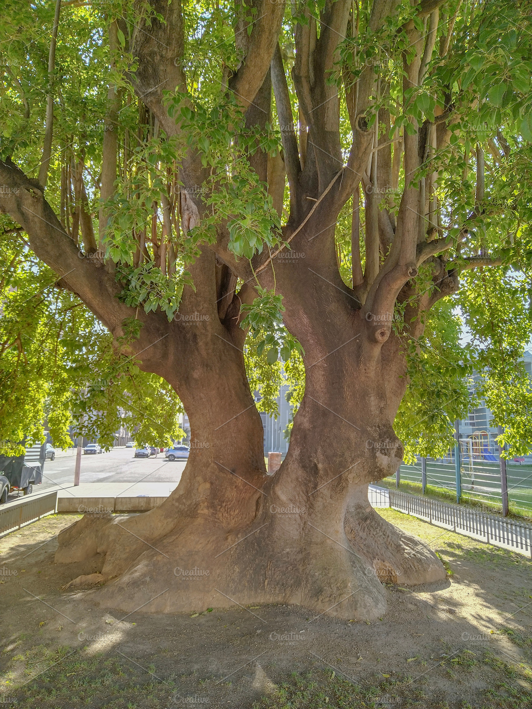 Large old tree providing shade in park, a Nature Photo by DanFLCreativo