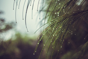 Dew on fir branches