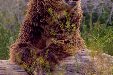 Grizzly Bear, an Animal Photo by Cramer Imaging