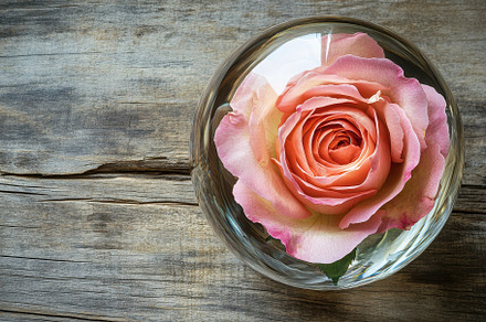 Stunning pink rose encased in glass, a Photo by Pavel_design