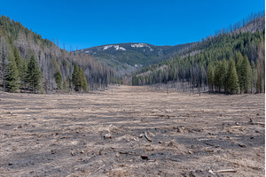 Charred tree remnants stand tall, a Nature Photo by ZinetroN