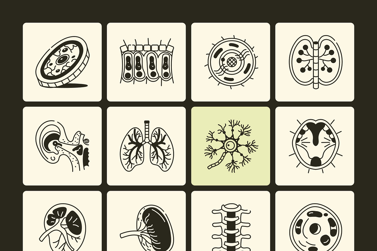 Anatomy Drawing Illustration, an Outline Icon by Vectors Market (Photo 8 of 8)
