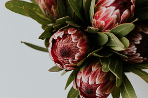 Pink Proteas