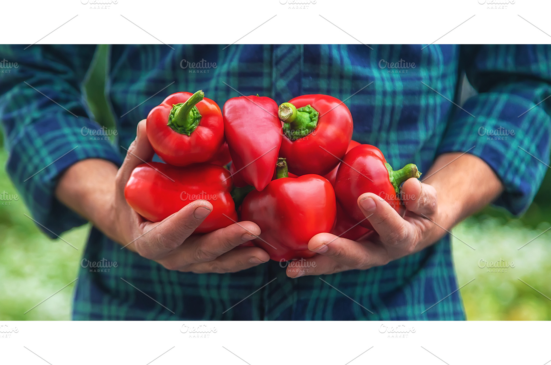 A man farmer holds a crop of peppers, a Food & Drink Photo by yanadjana