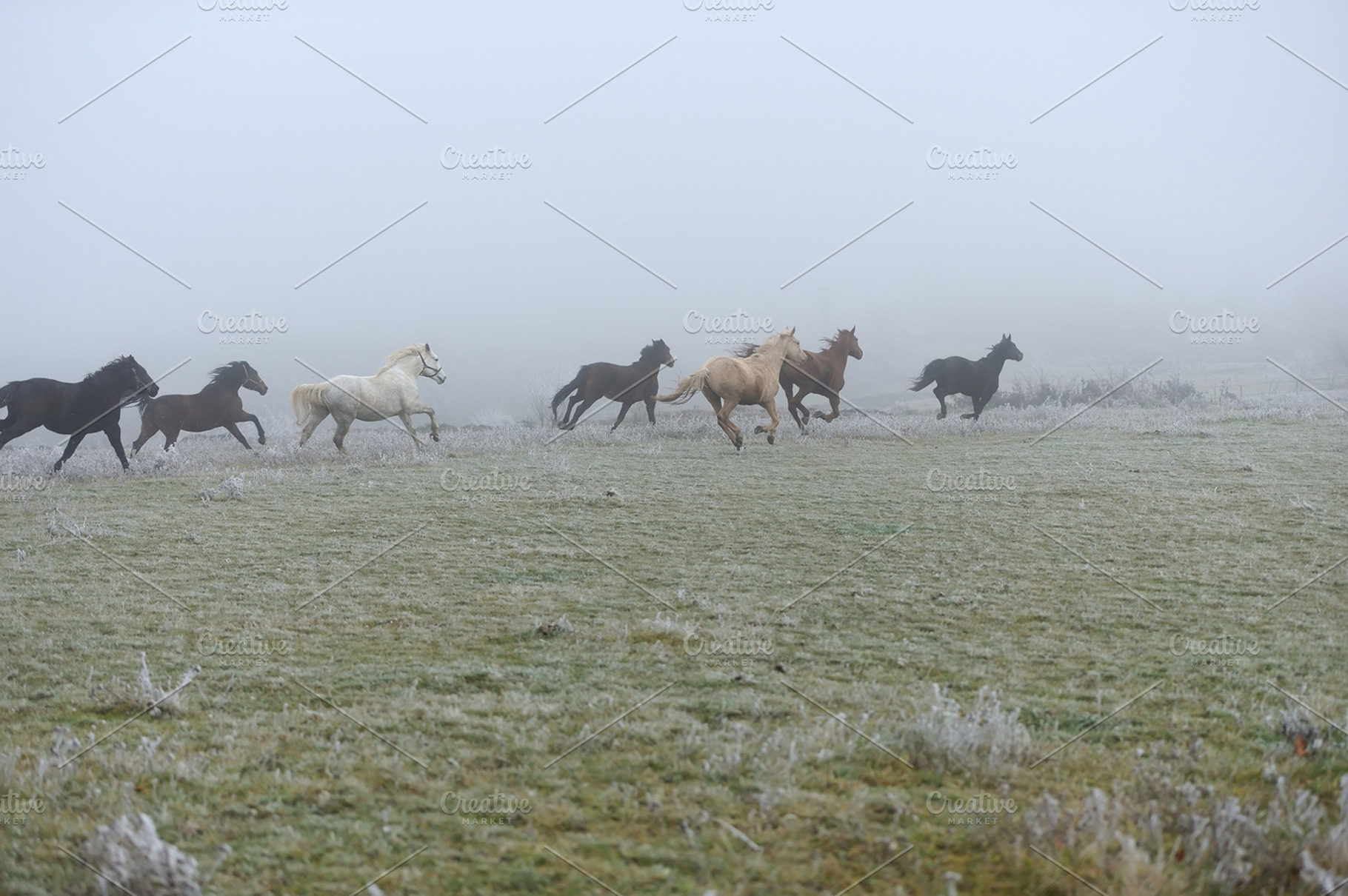 Horse featuring horse, fog, and run, an Animal Photo by Byrdyak