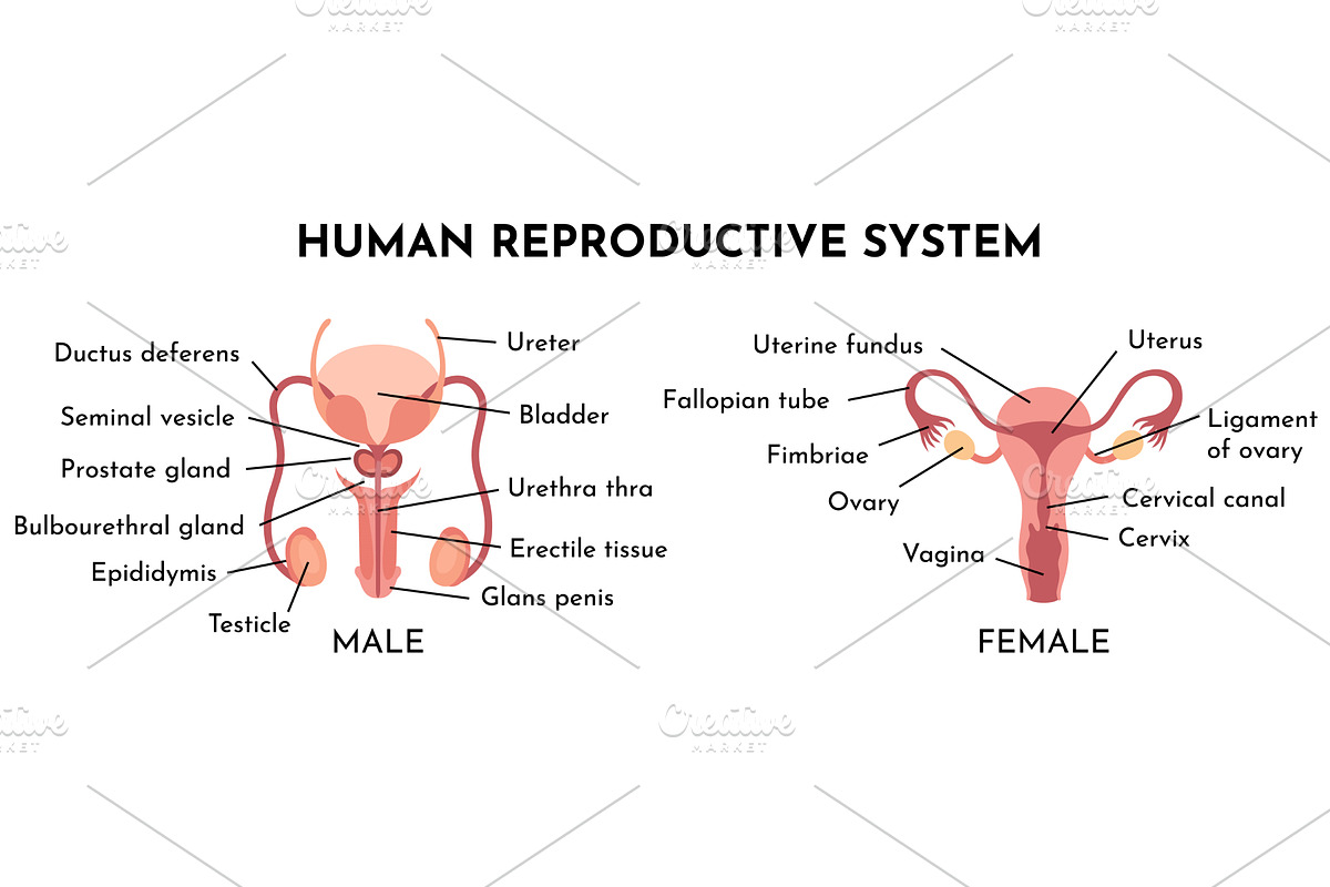 Human Reproductive System, an Illustration by Things for designers