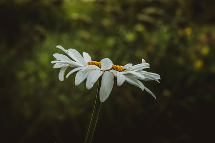 Daisy containing daisy, flower, and floral