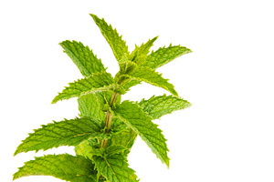 Mint Leaves Isolated, a Food & Drink Photo by THP Creative