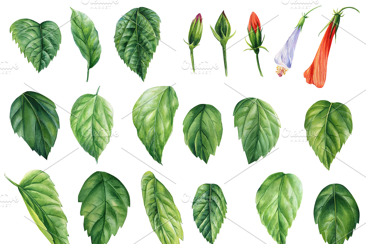 Watercolor tropical hibiscus flowers, an Object Illustration by Hanna Hryharenka (Photo 6 of 18)