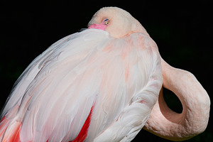Close-up of a pink flamingo grooming its feathers in natural day, an Animal Photo by ndanko
