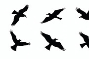 Flying Bird Silhouette Bundle, an Illustration by hafijul (Thumbnail 6 of 10)