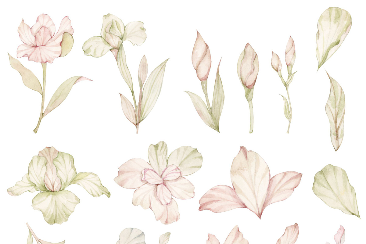 Watercolor Pink Iris Clipart, a Decorative Illustration by ArtbyHien (Photo 5 of 6)