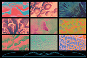 Fungi Textures, a Texture Graphic by Kapoor Design Empire (Thumbnail 6 of 8)