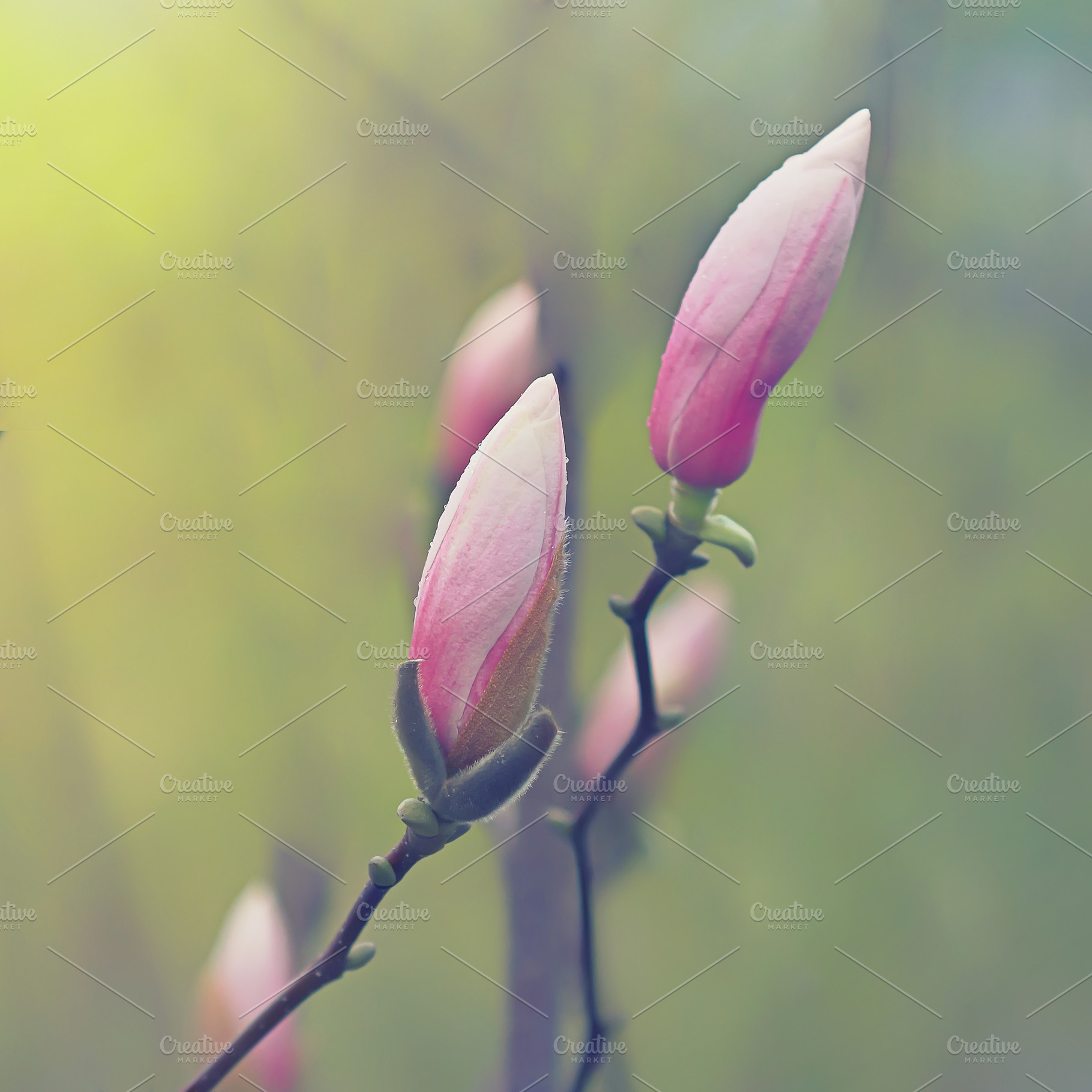 Bud of pink magnolia, a Nature Photo by Vladimir Kazimirov