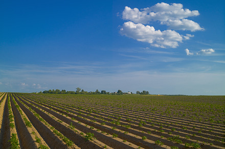 Potato bush in the field against the featuring vegetable, row, and plant, an Industrial Photo by oleghz