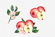 Hand drawn watercolor apple set, an Illustration by OlyaSenko (Thumbnail 3 of 4)