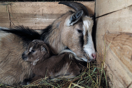 Goat with a newborn baby goat