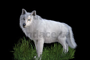 White Dire Wolf Illustration, an Illustration by Kandace Lalo Designs (Thumbnail 3 of 5)