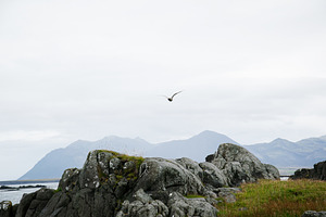 Scenic view of Icelandic landscape with rocky hills and bird in flight, a Nature Photo by AS photostudio