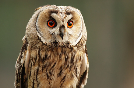 Longeared owl asio otus containing owl, long-eared owl, and asio otus