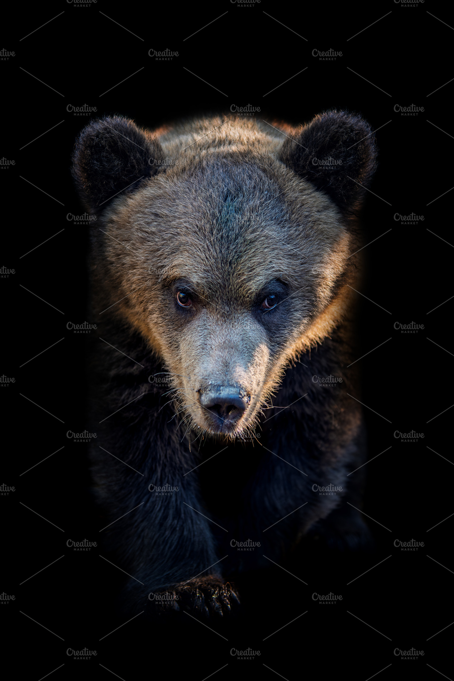 Portrait young brown bear cub on black background, an Animal Photo by Byrdyak